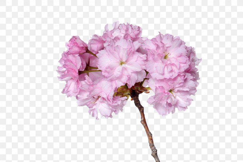 Cerasus Prunus Serrulata Cherry Plum Cherry Blossom Sweet Cherry, PNG, 1024x683px, Cerasus, Blossom, Branch, Cherry, Cherry Blossom Download Free