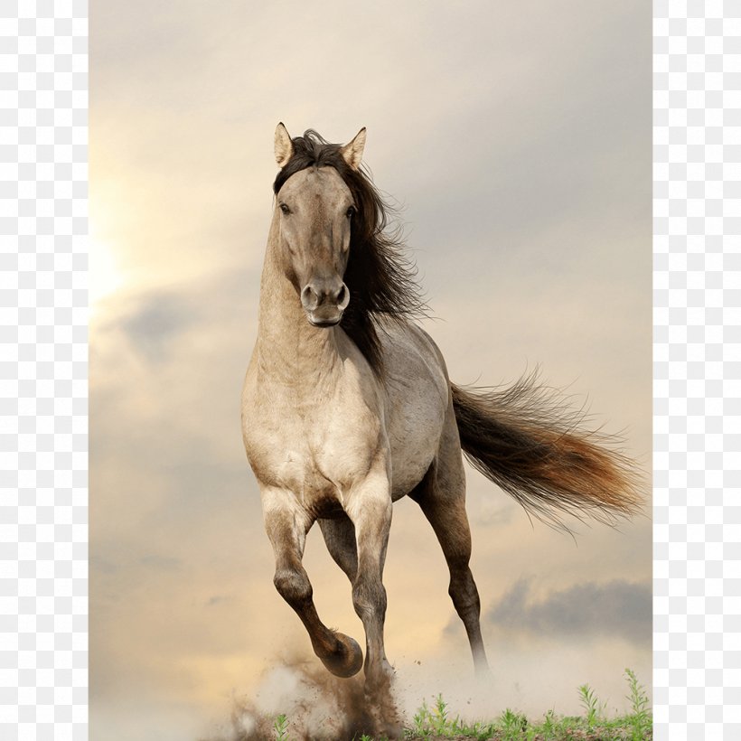 Clydesdale Horse Gallop Stallion Wild Horse Stock Photography, PNG, 1000x1000px, Clydesdale Horse, Black, Bridle, Equestrian, Gallop Download Free