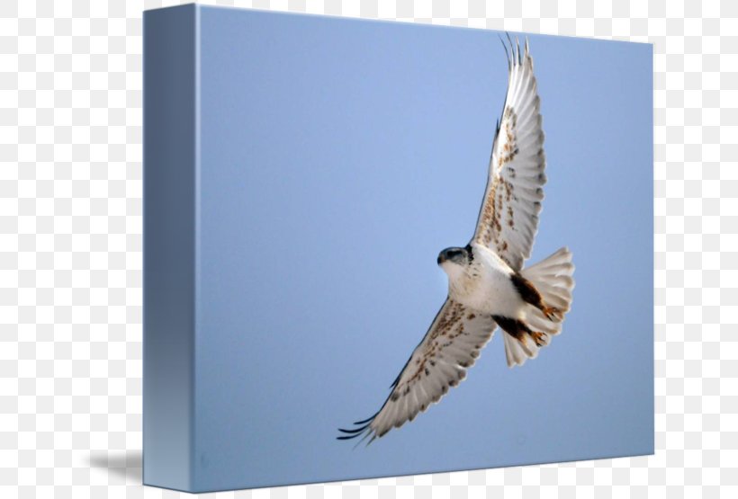Hawk Fauna Eagle Beak Falcon, PNG, 650x555px, Hawk, Accipitriformes, Beak, Bird, Bird Of Prey Download Free