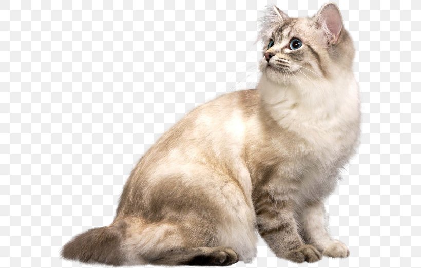 American Bobtail Australian Mist American Wirehair The Rabbi's Cat Whiskers, PNG, 600x522px, American Bobtail, American Wirehair, Asian, Asian Semi Longhair, Australian Mist Download Free