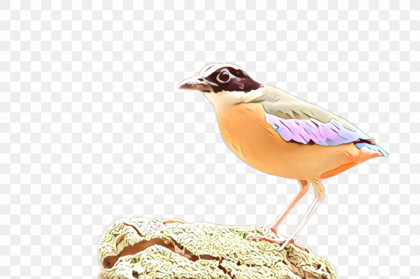 Bird Beak Finch Perching Bird Songbird, PNG, 2448x1632px, Cartoon, Beak, Bird, Finch, Perching Bird Download Free