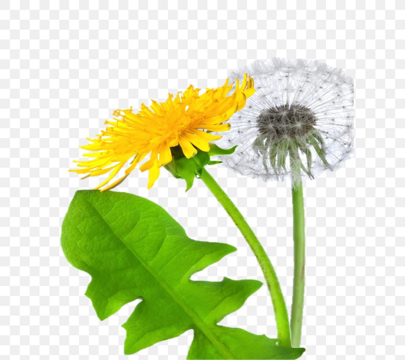 Dandelion Digital Image Clip Art, PNG, 614x730px, Dandelion, Annual Plant, Bud, Calendula, Daisy Download Free