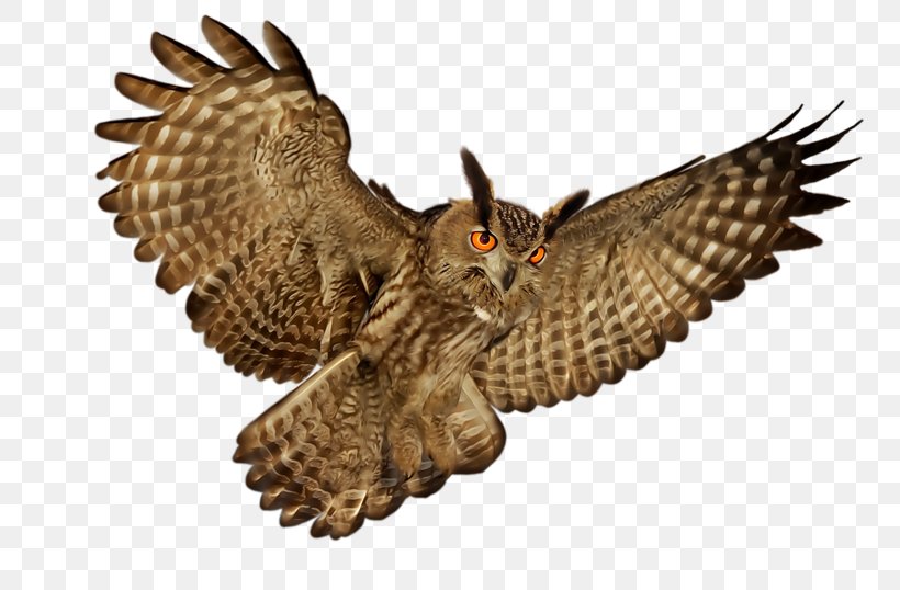 Owl Clip Art, PNG, 800x538px, Owl, Beak, Bird, Bird Of Prey, Buzzard Download Free