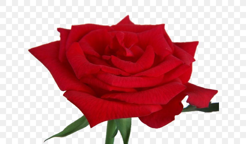 Paper Rose Flower Wallpaper, PNG, 640x480px, Paper, Blue Rose, Bud, Cut Flowers, Floristry Download Free