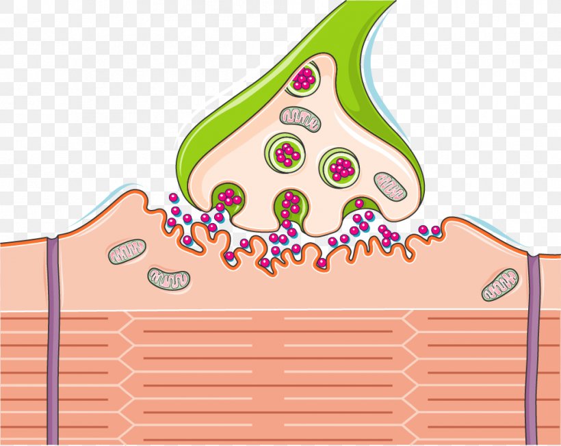 The Cholinergic Synapse Neuromuscular Junction Nervous System Spinal Cord, PNG, 993x790px, Synapse, Acetylcholine Receptor, Area, Brain, Cholinergic Download Free