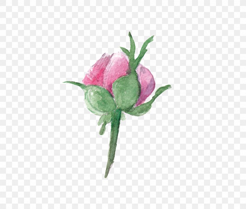 Watercolor Painting Vector Graphics Image Clip Art, PNG, 1024x872px, Watercolor Painting, Artificial Flower, Botany, Bud, Cnki Download Free