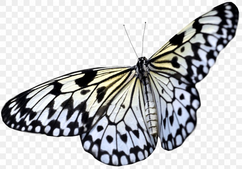 Butterfly Clip Art, PNG, 1199x839px, Butterfly, Arthropod, Black And White, Brush Footed Butterfly, Butterflies And Moths Download Free