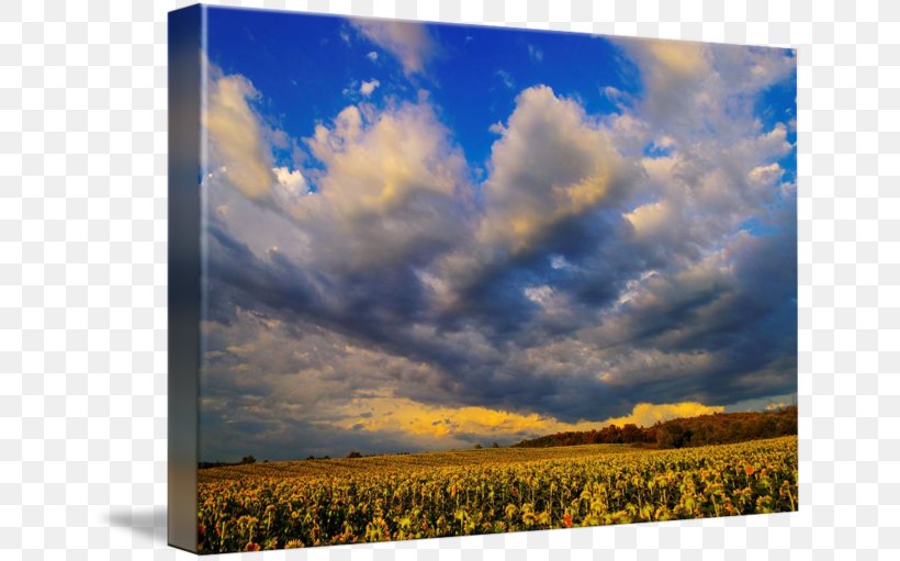 Ecoregion Prairie Painting Energy Sky Plc, PNG, 650x511px, Ecoregion, Atmosphere, Cloud, Cumulus, Ecosystem Download Free