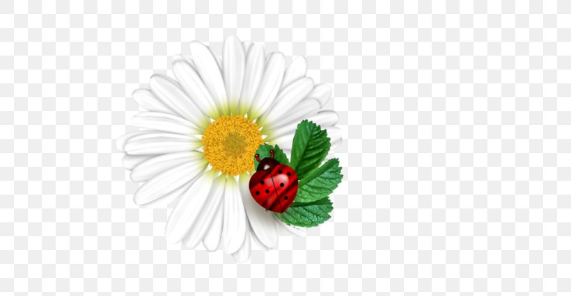 Flower Ladybird Wallpaper, PNG, 600x426px, Flower, Daisy, Daisy Family, Flora, Floral Design Download Free