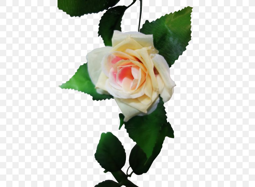 Garden Roses Centifolia Roses Cut Flowers Rosaceae, PNG, 800x600px, Garden Roses, Centifolia Roses, Cut Flowers, Family, Flower Download Free