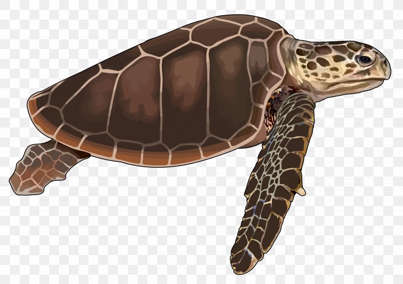 Loggerhead Sea Turtle Reptile Tortoise Cheloniidae, PNG, 3508x2480px, Turtle, Cheloniidae, Drawing, Eastern Box Turtle, Emydidae Download Free
