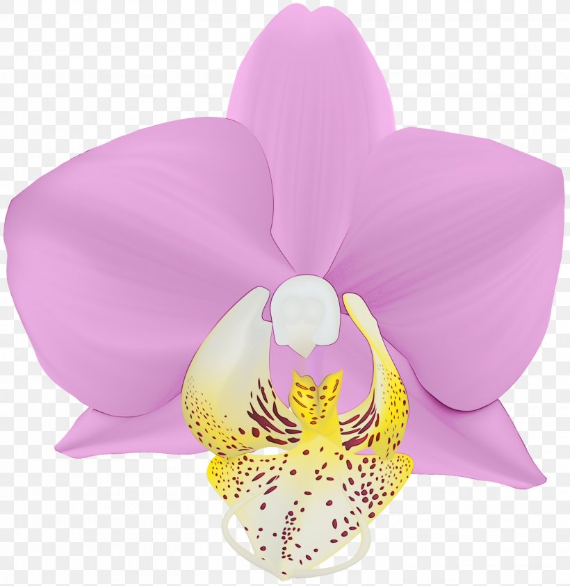Moth Orchid Petal Pink Flower Violet, PNG, 2918x3000px, Watercolor, Flower, Flowering Plant, Lilac, Moth Orchid Download Free