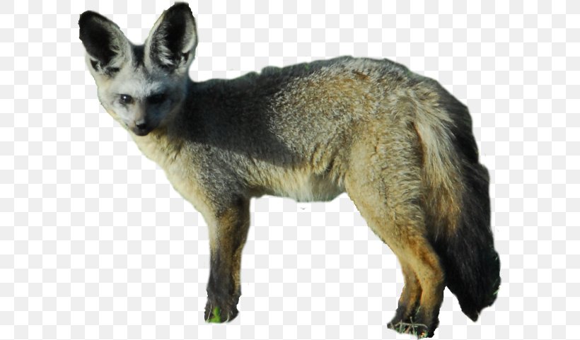 Bat-eared Fox Kit Fox Gray Fox Jackal, PNG, 600x481px, Red Fox, Animal, Bateared Fox, Carnivoran, Conservation Download Free