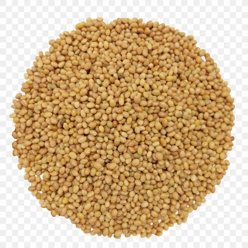 Cereal Germ Seed Red Clover Crimson Clover Sprouting, PNG, 960x960px, Cereal Germ, Alfalfa, Bean, Broccoli Sprouts, Cereal Download Free