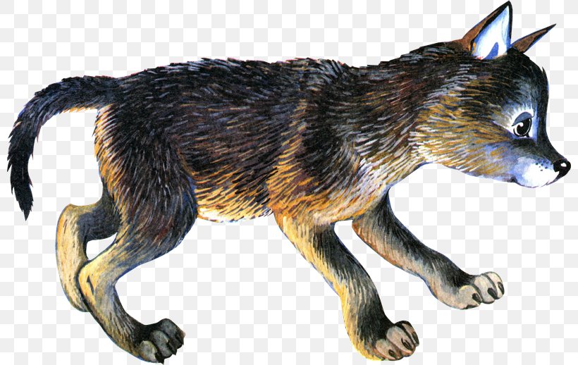 Gray Wolf PhotoScape Red Fox, PNG, 800x518px, Gray Wolf, Animal, Blog, Carnivoran, Dog Like Mammal Download Free