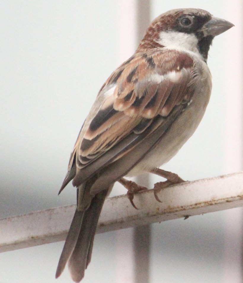 House Sparrow Bird American Sparrows Finch Eurasian Tree Sparrow, PNG, 1254x1460px, House Sparrow, American Sparrow, American Sparrows, Beak, Bird Download Free