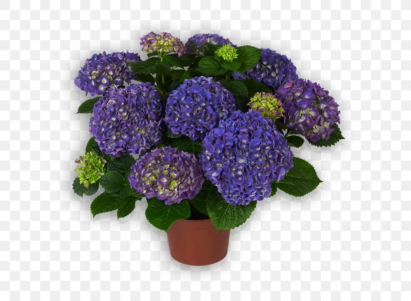 Hydrangea Floral Design Cut Flowers Flowerpot, PNG, 600x600px, Hydrangea, Annual Plant, Cornales, Cut Flowers, Floral Design Download Free