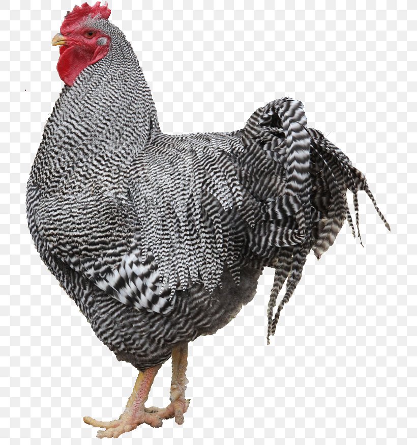 Rooster Marans Bird The Foggy Hollow Farm Joelton, PNG, 722x874px, Rooster, Beak, Bird, Breed, Chicken Download Free