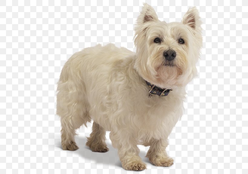 West Highland White Terrier Cairn Terrier Glen Maltese Dog, PNG, 537x577px, West Highland White Terrier, Animal, Breed, Breed Group Dog, Cairn Terrier Download Free
