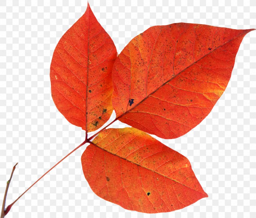 Autumn Leaf Drawing Animation, PNG, 1031x879px, Autumn, Animation, Daytime, Deciduous, Drawing Download Free