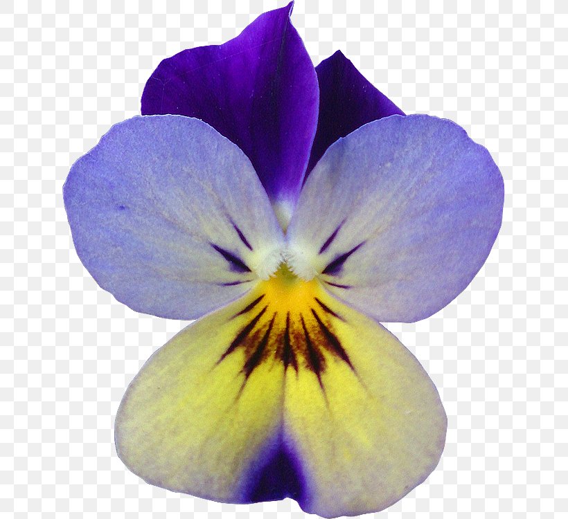 Pansy Violet Flower Garden Roses, PNG, 639x750px, Pansy, Arumlily, Clipping Path, Flower, Flowering Plant Download Free