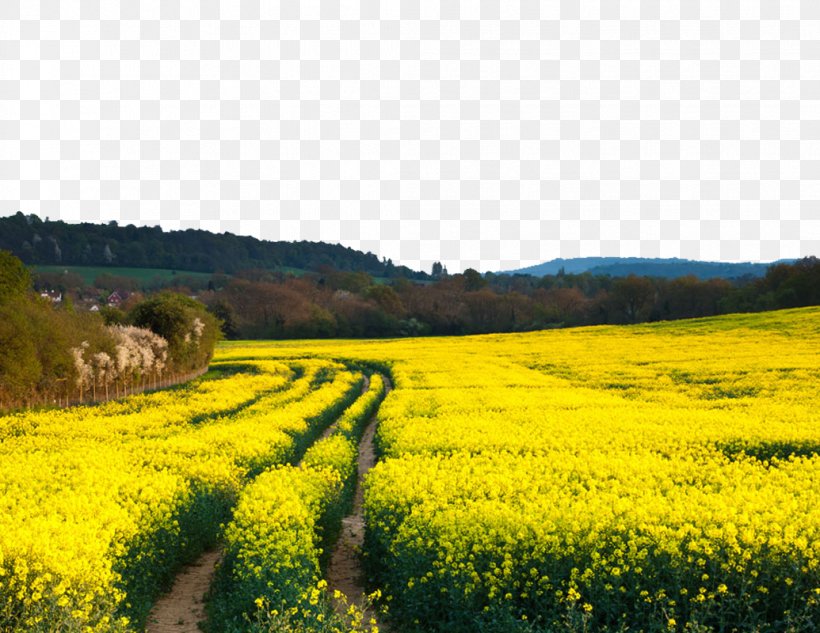 Rapeseed Canola Flower Field Stock Photography, PNG, 1035x800px, Rapeseed, Agriculture, Blossom, Brassica, Brassica Rapa Download Free