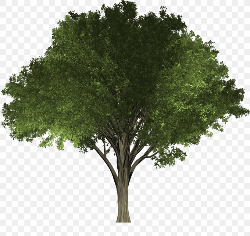 Tree Elm Woody Plant Oak, PNG, 1080x1020px, Tree, Arborist, Branch, Elm, Grass Download Free