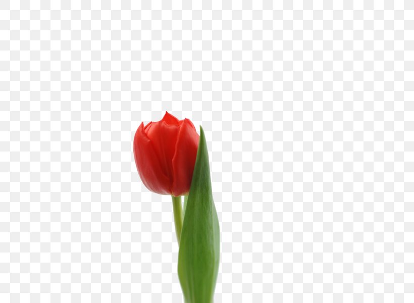 Tulip Cut Flowers Plant Stem Petal, PNG, 600x600px, Tulip, Bud, Closeup, Cut Flowers, Digital Image Download Free