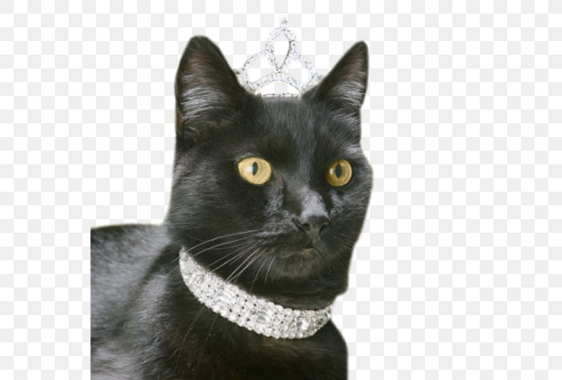 Black Cat Bombay Cat Korat Dog Kitten, PNG, 555x555px, Black Cat, American Shorthair, American Wirehair, Asian, Bombay Download Free