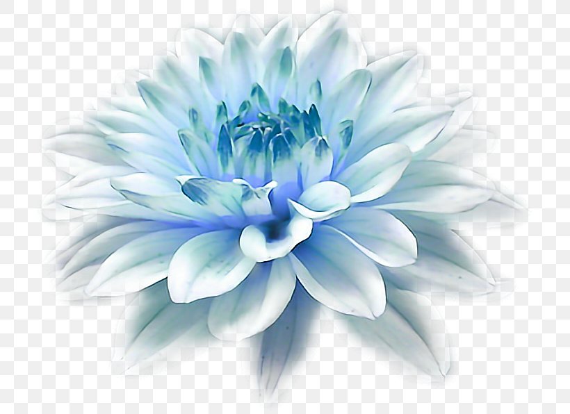 Desktop Wallpaper Butterfly 1080p Flower, PNG, 720x596px, Butterfly, Animal, Aster, Blue, Chrysanths Download Free