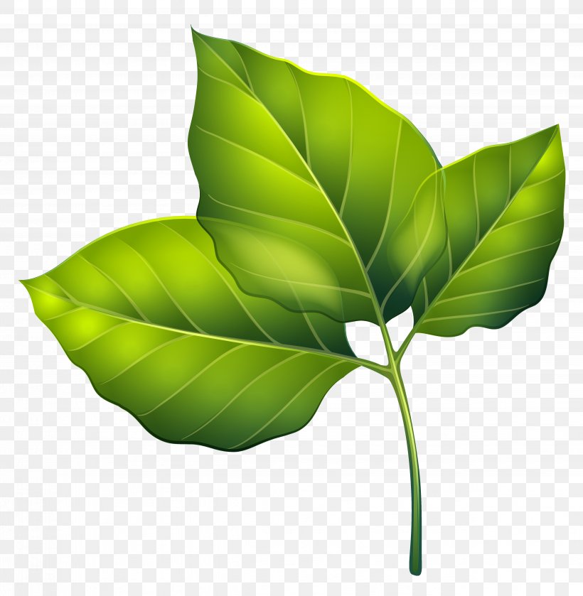 Leaf Green Clip Art, PNG, 4999x5118px, Leaf, Autumn Leaf Color, Color, Green, Maple Leaf Download Free