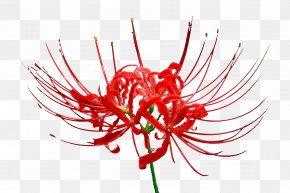 Red Spider Lily Images Red Spider Lily Transparent Png Free Download