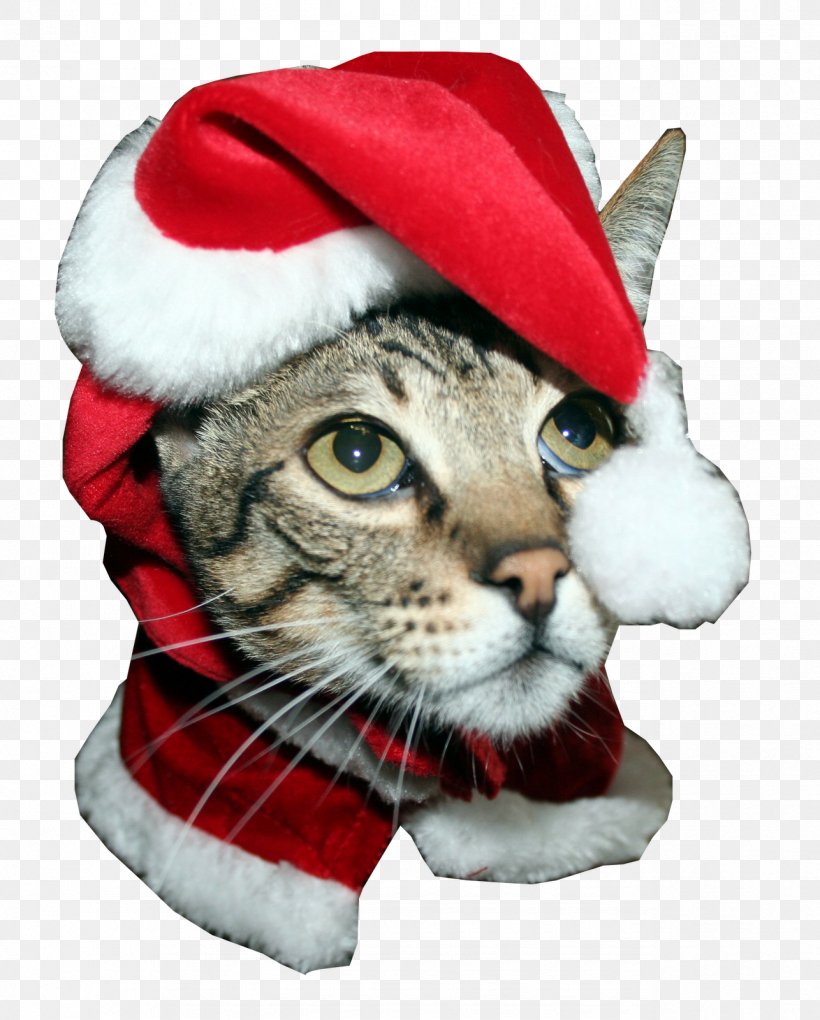 Santa Claus Whiskers Kitten Savannah Cat Greeting & Note Cards, PNG, 1286x1600px, Santa Claus, Cafepress, Cat, Cat Like Mammal, Christmas Download Free