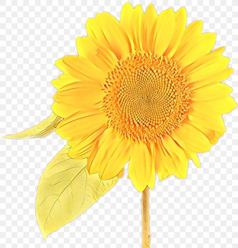 Sunflower, PNG, 1150x1200px, Cartoon, Barberton Daisy, Cut Flowers, Flower, Flowering Plant Download Free