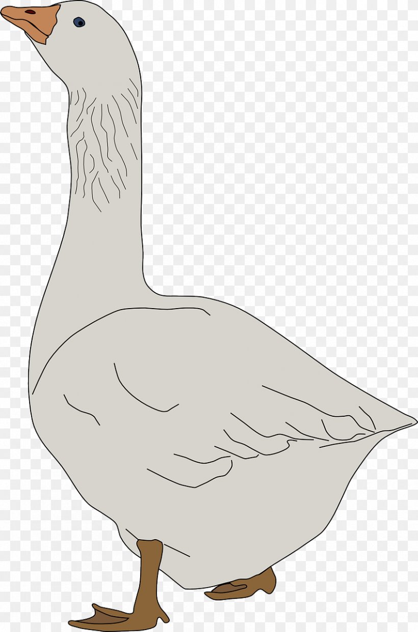 Domestic Goose Royalty-free Clip Art, PNG, 847x1280px, Goose, Beak, Bird, Canada Goose, Chicken Download Free