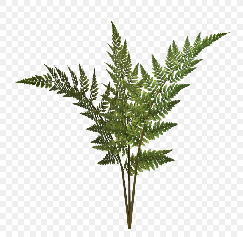 Fern Vector Graphics Plants Image, PNG, 782x800px, Fern, Drawing, Ferns And Horsetails, Flowerpot, Grass Family Download Free