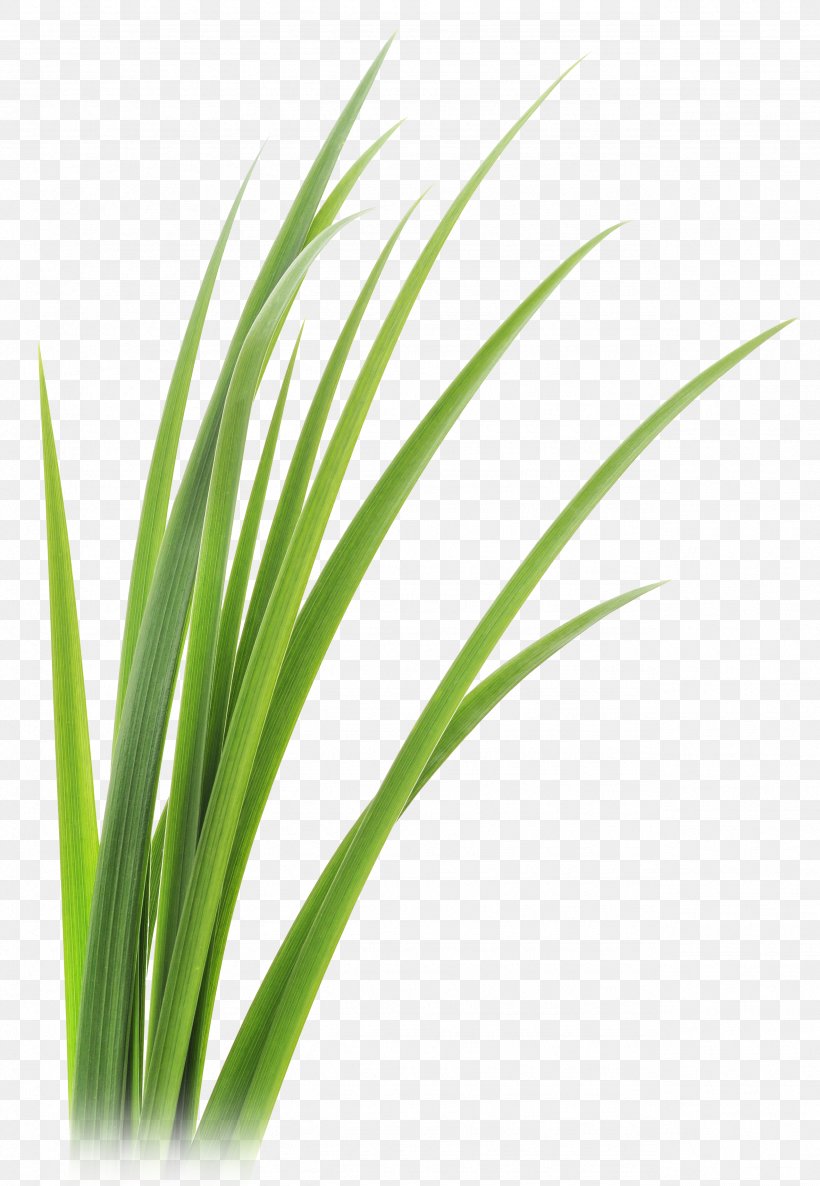 Lemongrass Vetiver Leaf Clip Art, PNG, 2558x3700px, Lemongrass, Chrysopogon Zizanioides, Citronella Oil, Commodity, Essential Oil Download Free