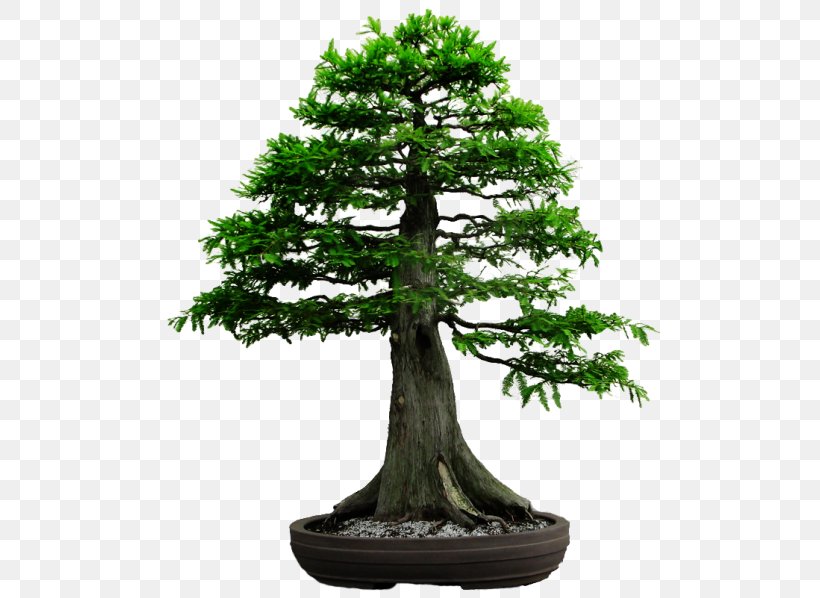 Metasequoia Glyptostroboides Bonsai Redwoods Tree Gardening, PNG, 500x598px, Metasequoia Glyptostroboides, Azalea, Bonsai, Bonsai Cultivation And Care, Coast Redwood Download Free