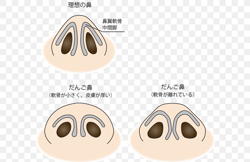 Nose Nasalis Muscle Nostril Dango Face, PNG, 600x530px, Nose, Cartilage, Cheek, Dango, Face Download Free