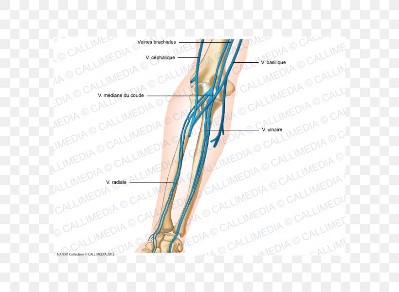 Vein Elbow Forearm Anatomy Artery, PNG, 600x600px, Watercolor, Cartoon, Flower, Frame, Heart Download Free