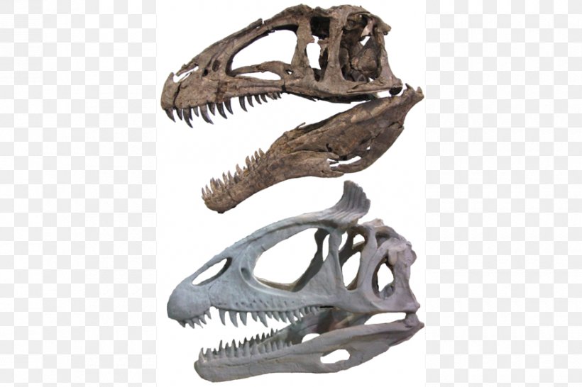 Acrocanthosaurus Carcharodontosaurus Tyrannosaurus Spinosaurus Torvosaurus, PNG, 900x600px, Acrocanthosaurus, Antorbital Fenestra, Bone, Carcharodontosaurus, Cryolophosaurus Download Free