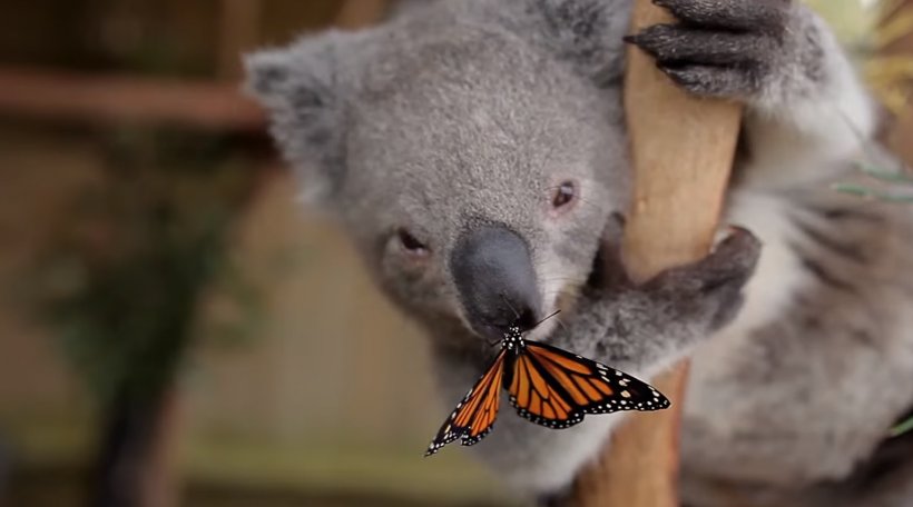 Australia Zoo Symbio Wildlife Park Butterfly Papillon Dog Koala, PNG, 1533x853px, Australia Zoo, Animal, Animal Track, Australia, Butterflies And Moths Download Free