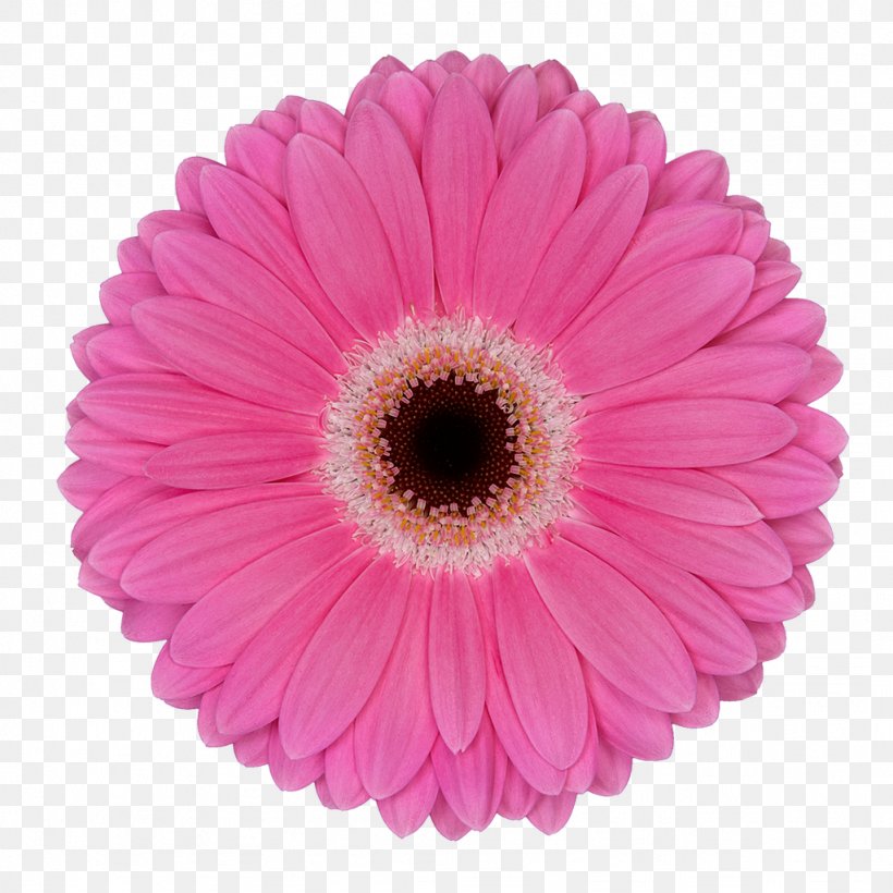 Transvaal Daisy Flower Common Daisy Pink Assortment Strategies, PNG, 1024x1024px, Transvaal Daisy, Annual Plant, Assortment Strategies, Aster, Color Download Free