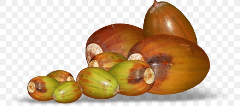 Acorn Oak Auglis, PNG, 800x361px, Acorn, Auglis, Blog, Food, Fruit Download Free