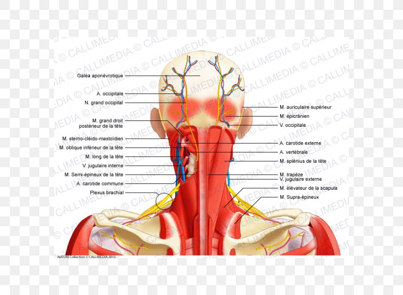 Aponeurosis Posterior Triangle Of The Neck Nerve Muscle, PNG, 600x600px, Watercolor, Cartoon, Flower, Frame, Heart Download Free