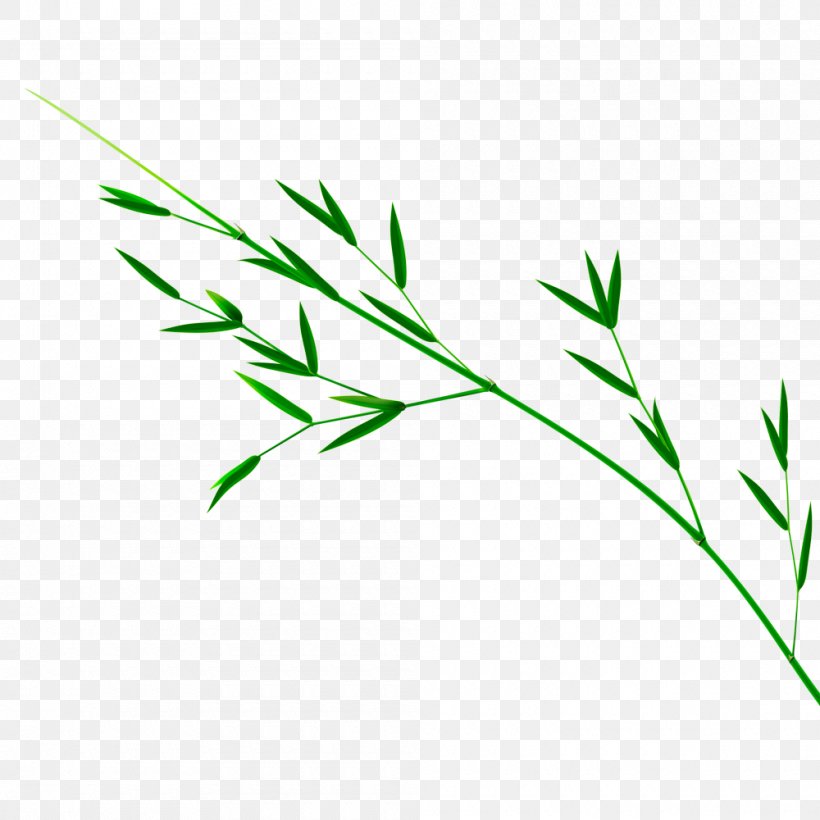 Bamboo Leaf Green, PNG, 1000x1000px, Bamboo, Color, Grass, Grass Family, Grasses Download Free