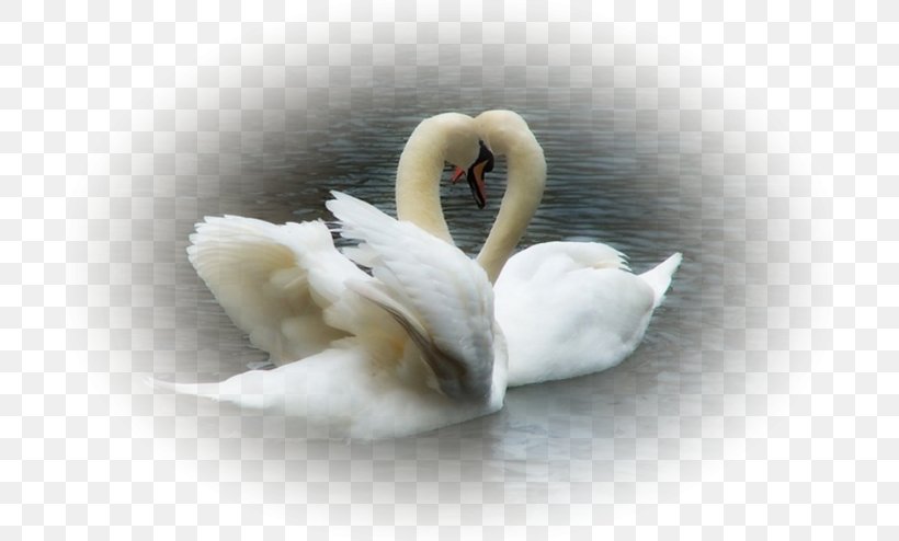 Mute Swan Bird Black Swan Любовь уставших лебедей Oqqush, PNG, 699x494px, Mute Swan, Beak, Bird, Black Swan, Comprehensive Cover Download Free