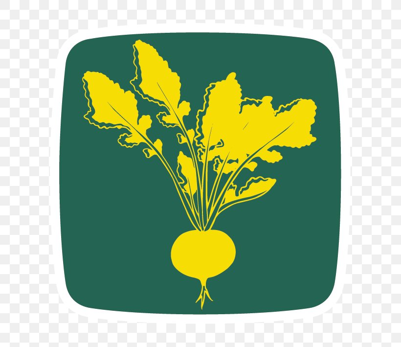 Radish Raphanus Raphanistrum Subsp. Sativus Tradisco Seeds Kft. Produce, PNG, 709x709px, Radish, Flower, Grass, Hectare, Leaf Download Free