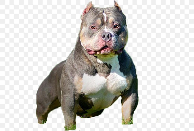 55+ Blue Nose American Pit Bull Terrier