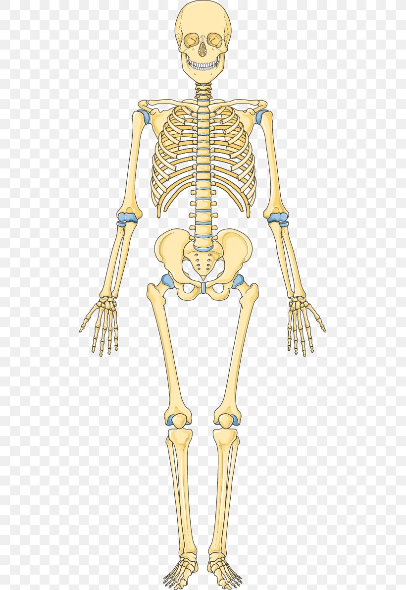 Bone Human Skeleton Hip Vertebral Column, PNG, 499x1191px, Watercolor, Cartoon, Flower, Frame, Heart Download Free